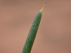 Acacia nyssophylla