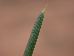 Acacia nyssophylla