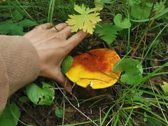 Russula aurea
