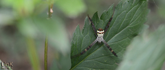 Argiope minuta