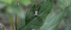 Argiope minuta