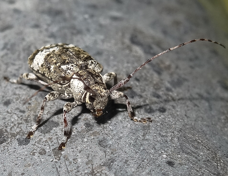 Spotted Long-horned Beetle