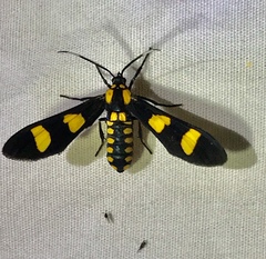 Phoenicoprocta hampsonii