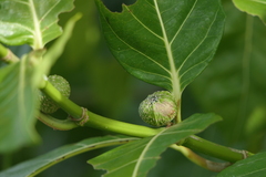Ficus septica