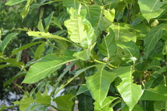 Ficus septica