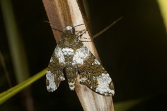 Manduca albiplaga