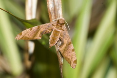 Protambulyx eurycles