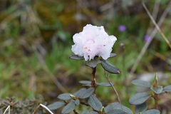 Rhododendron anthopogon