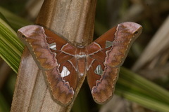 Rothschildia hesperus
