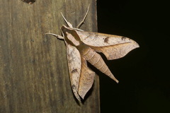 Xylophanes epaphus
