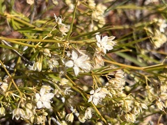 Trigastrotheca molluginea