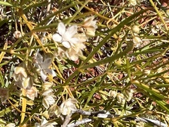 Trigastrotheca molluginea