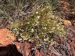 Trigastrotheca molluginea