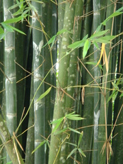 Bambusa oldhamii