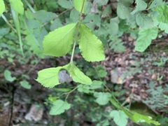 Ricania sublimata