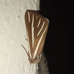 Pseudomaenas alcidata