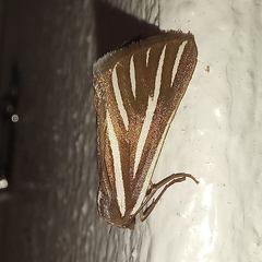 Pseudomaenas alcidata