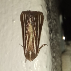 Pseudomaenas alcidata