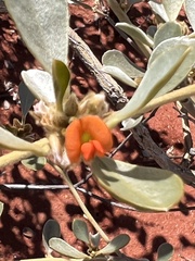 Tephrosia uniovulata