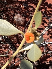 Tephrosia uniovulata