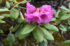Rhododendron aeruginosum