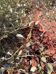 Tephrosia uniovulata