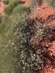 Tephrosia uniovulata