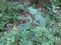 Persicaria filiformis