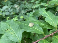 Ricania sublimata