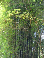 Bambusa oldhamii