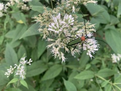 Chloridolum sieversi