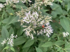 Chloridolum sieversi