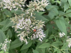 Chloridolum sieversi