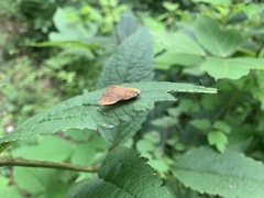 Ricania sublimata