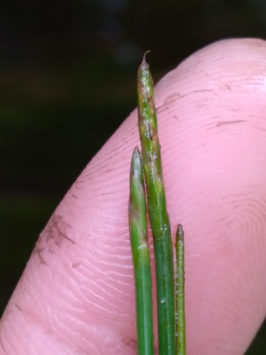 Image of Eleocharis elongata by (c) Scott Ward, some rights reserved (CC BY)