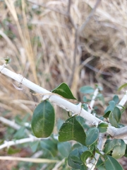 Pyrostria hystrix