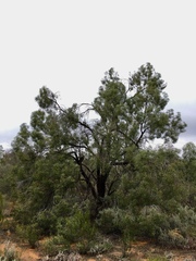 Myoporum platycarpum