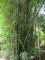 Bambusa oldhamii