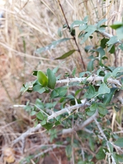 Pyrostria hystrix