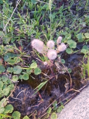 Trifolium arvense
