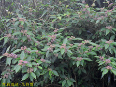 Callicarpa tikusikensis