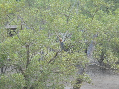 Trachypithecus cristatus