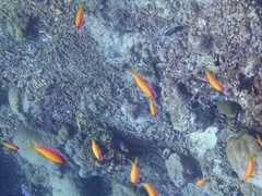 Mirolabrichthys evansi