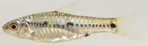 Macina-barbeel (Enteromius macinensis) — Cyprinidae — 5