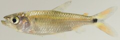 Brycinus nurse