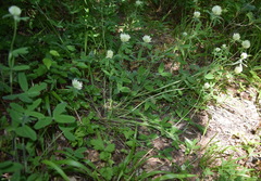 Trifolium caucasicum