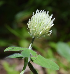 Trifolium caucasicum