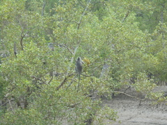 Trachypithecus cristatus