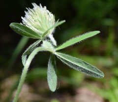 Trifolium caucasicum