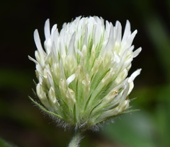Trifolium caucasicum